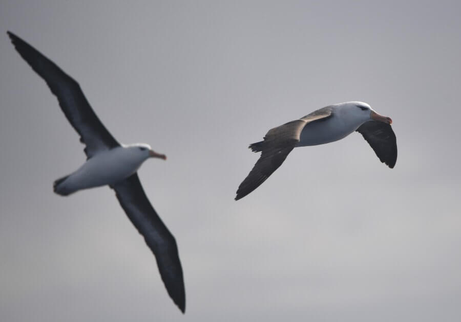 2 albatros à sourcil noir en vol