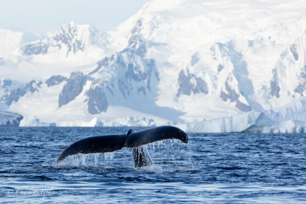 queue de baleine dans la baie wilhemina