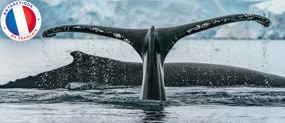 une baleine montre sa queue et l'autre son épine dorsale