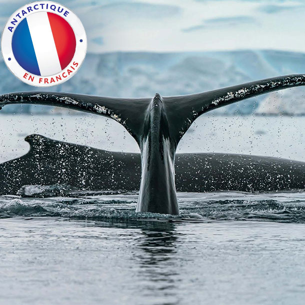 une baleine plonge quand l'autre montre son dos