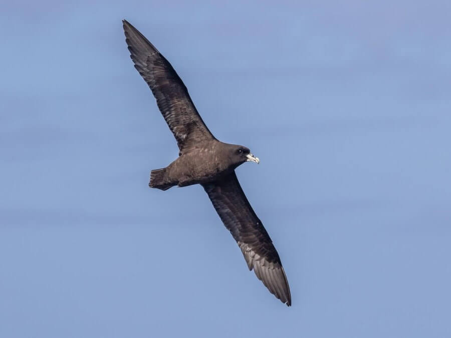 petrel volant au dessus du bateau