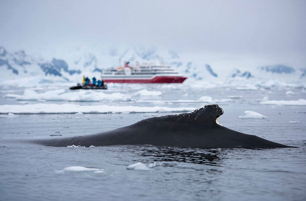 Une baleine apparait entre le zodiac et le bateau Exploris One
