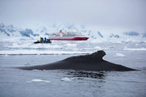 observation des baleines avec exploris one