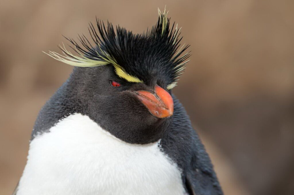 Gorfou doré