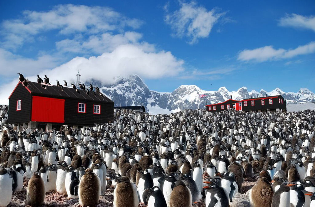 colonie de manchots papou à Port Lockroy
