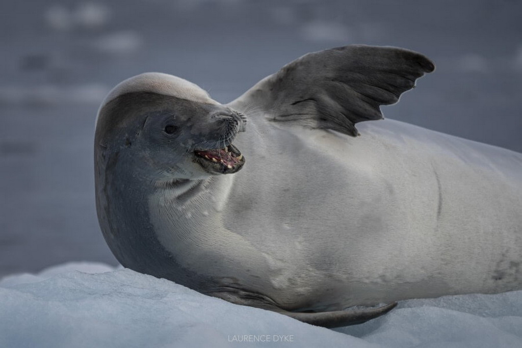 un phoque crabier semble rire devant la caméra