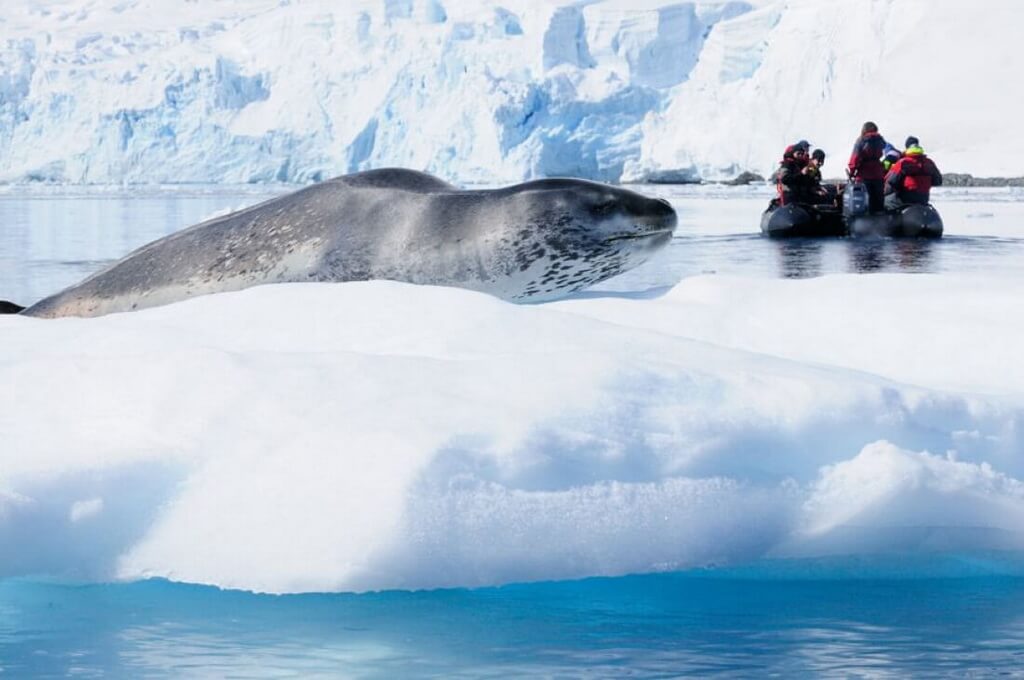 phoque leopard sur un iceberg devant un zodiac avec des passagers
