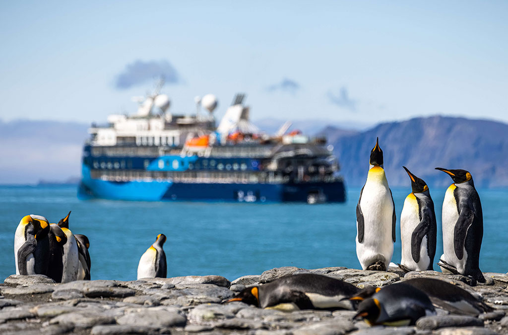 des manchots royaux avec l'Ocean Albatros en arrière plan