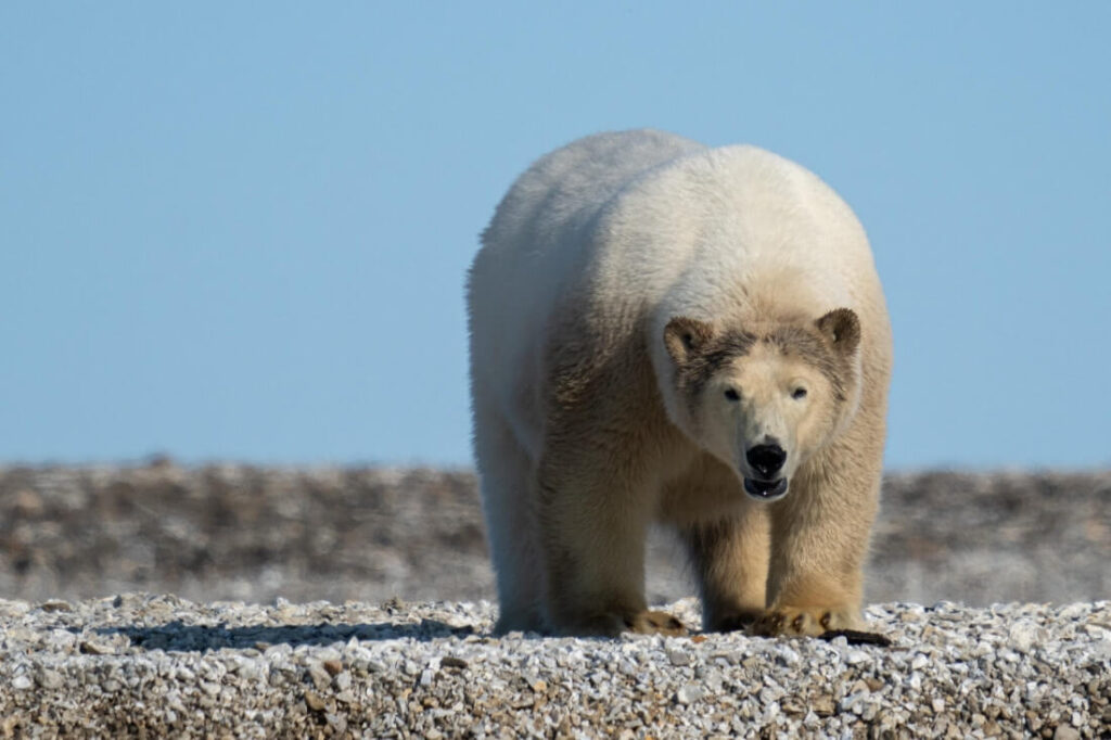 un ours blanc vu de face marche sur la plage