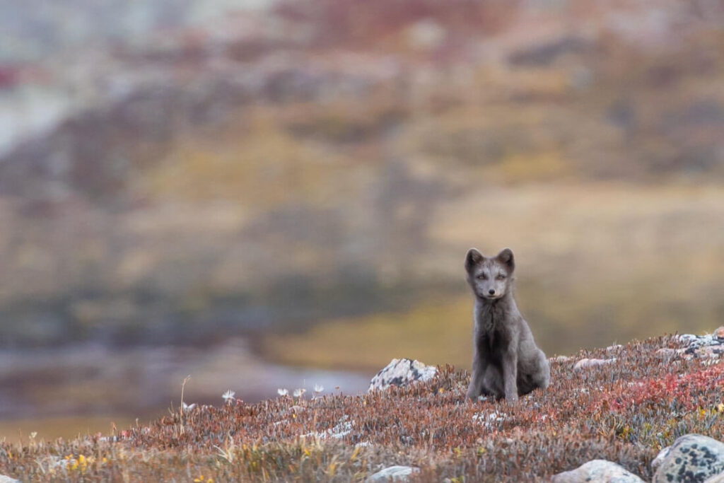 un petit renard gris assis dans l'herbe regarde vers l'objectif
