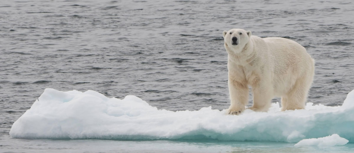 un ours polaire debout sur la glace regarde le photographe