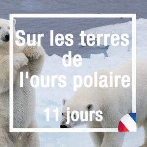 2 ours polaires en train de jouer sur la banquise