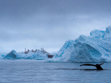 la queue d'une baleine sort de l'eau devant un iceberg