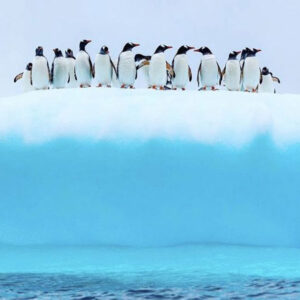 une troupe de manchots en haut d'un iceberg