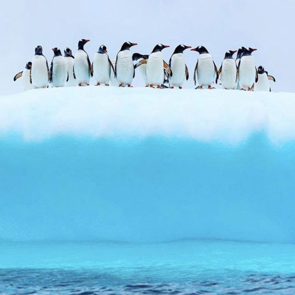 une troupe de manchots en haut d'un iceberg