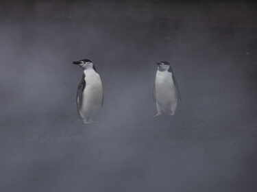 2 manchots à jugulaire sur le sable volcanique