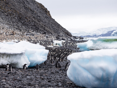 des icebergs sur la plage de sable volcanique peuplé de manchots