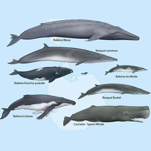 7 espèces de baleines