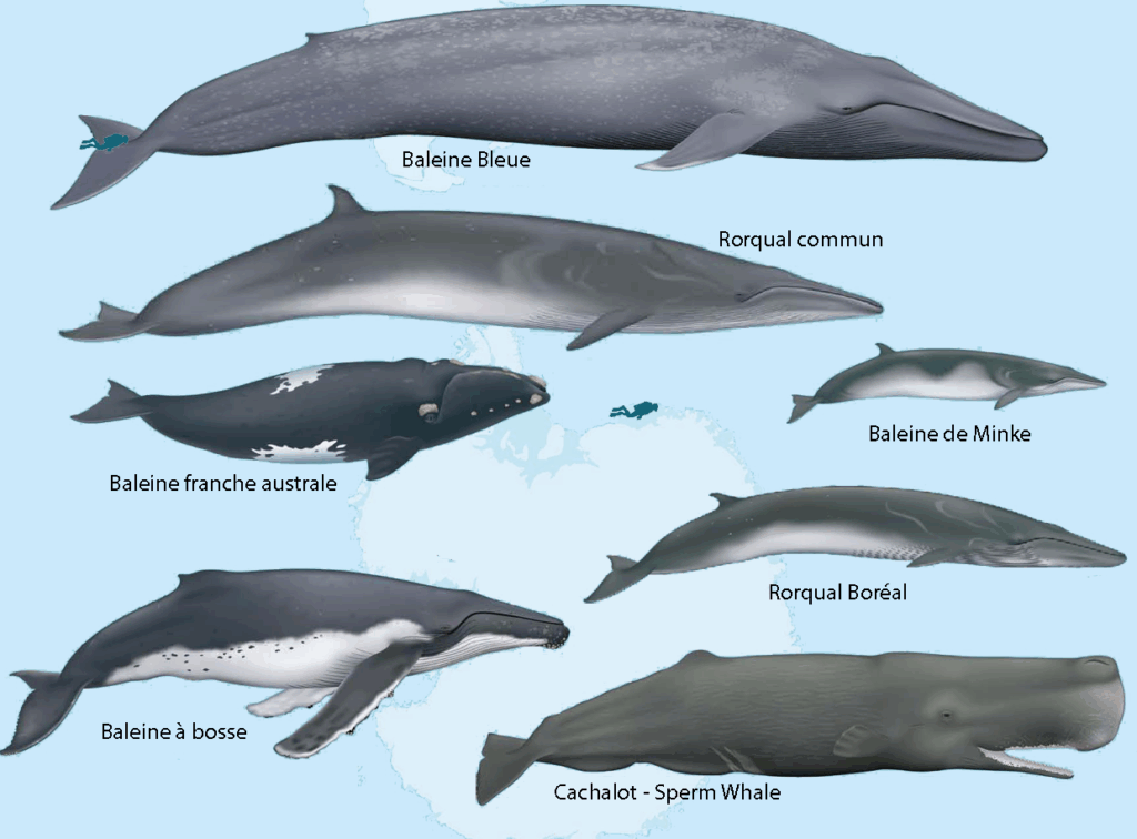 baleines de l'antarctique