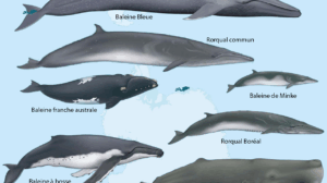 baleine et cétacé