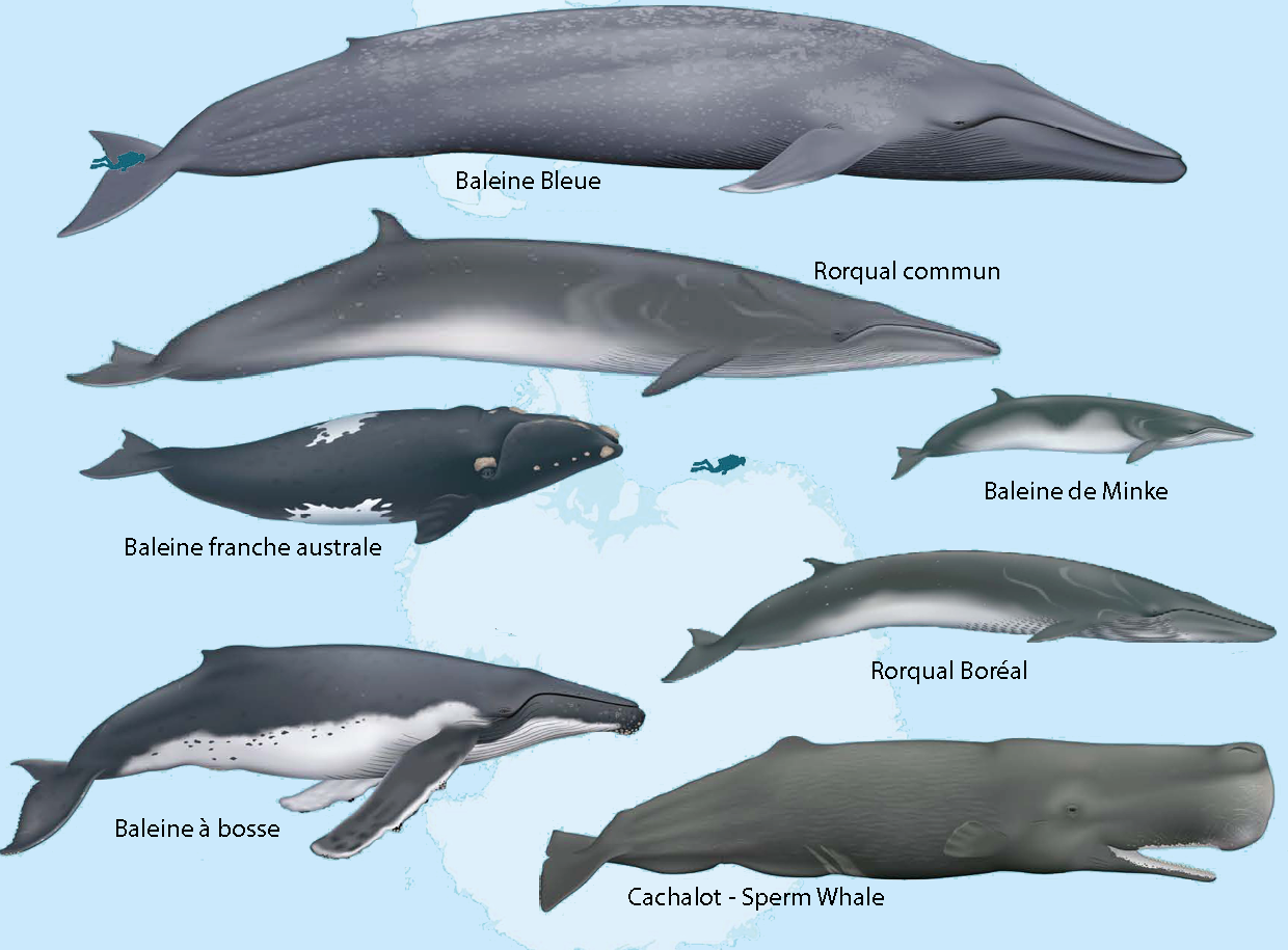 iconographie des baleines que l'on trouve en antarctique
