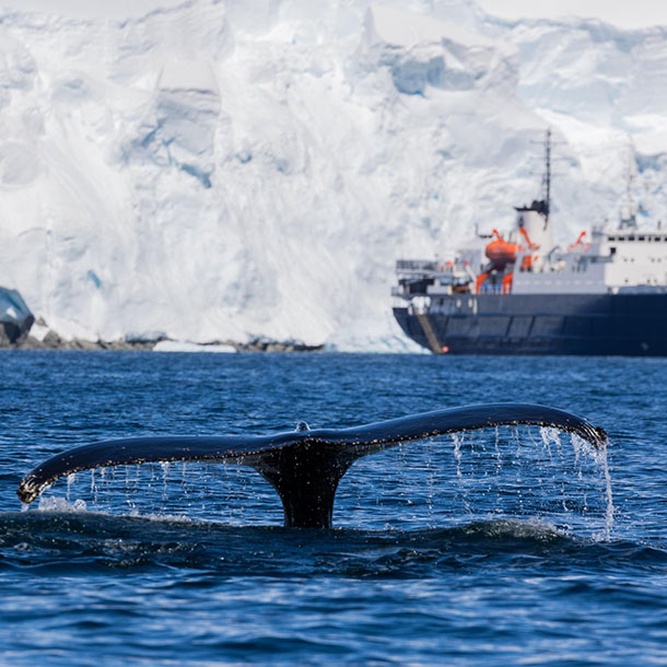 baleine et bateau ortelius dans les eaux de la nouvelle souabe