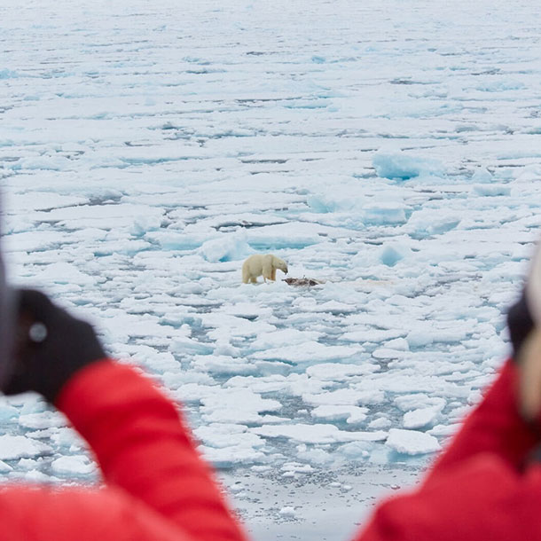 un ours polaire sur la glace observé aux jumelles par deux passagers