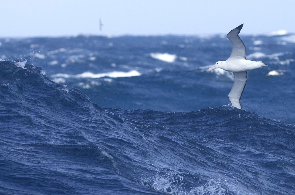 albatros qui frôle la crête des vagues