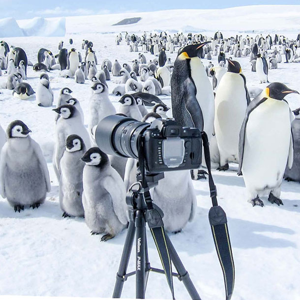 un appareil photo sur trépied devant une colonie de manchot