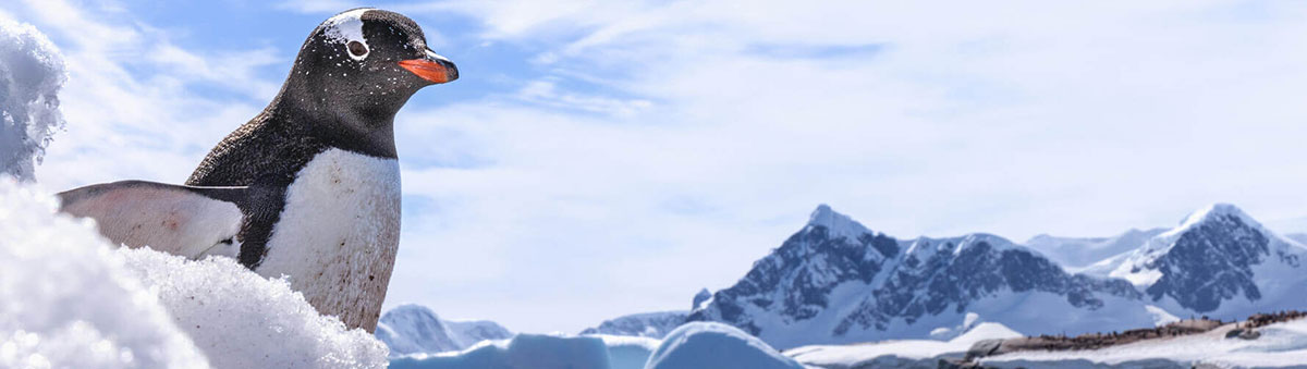 un manchot papou en gros plan