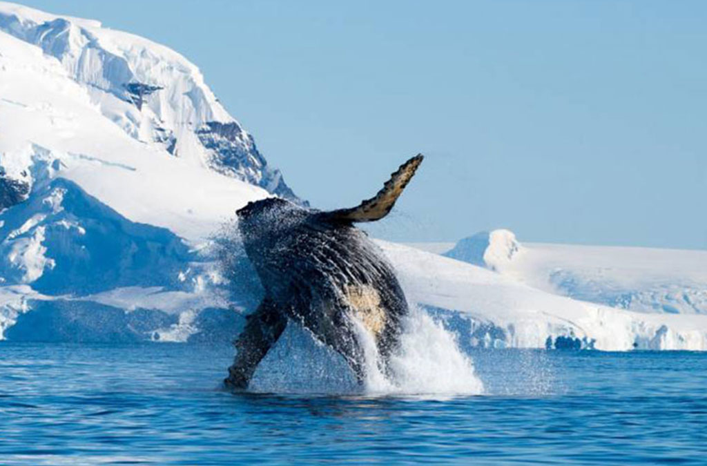 une baleine à bosse en train de sauter haut hors de l'eau