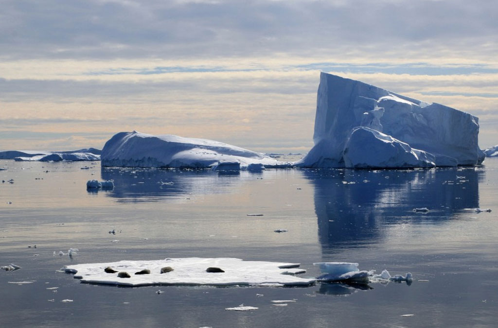 crystal sound avec des phoques se allongés sur une plaque de glace