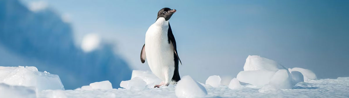 manchot Adélie en gros plan debout dans la neige