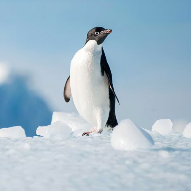 manchot Adélie en gros plan debout dans la neige