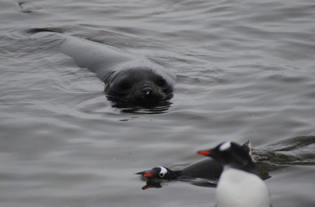 un phoque s'apporche de deux manchots qui nagent à la surface de l'eau