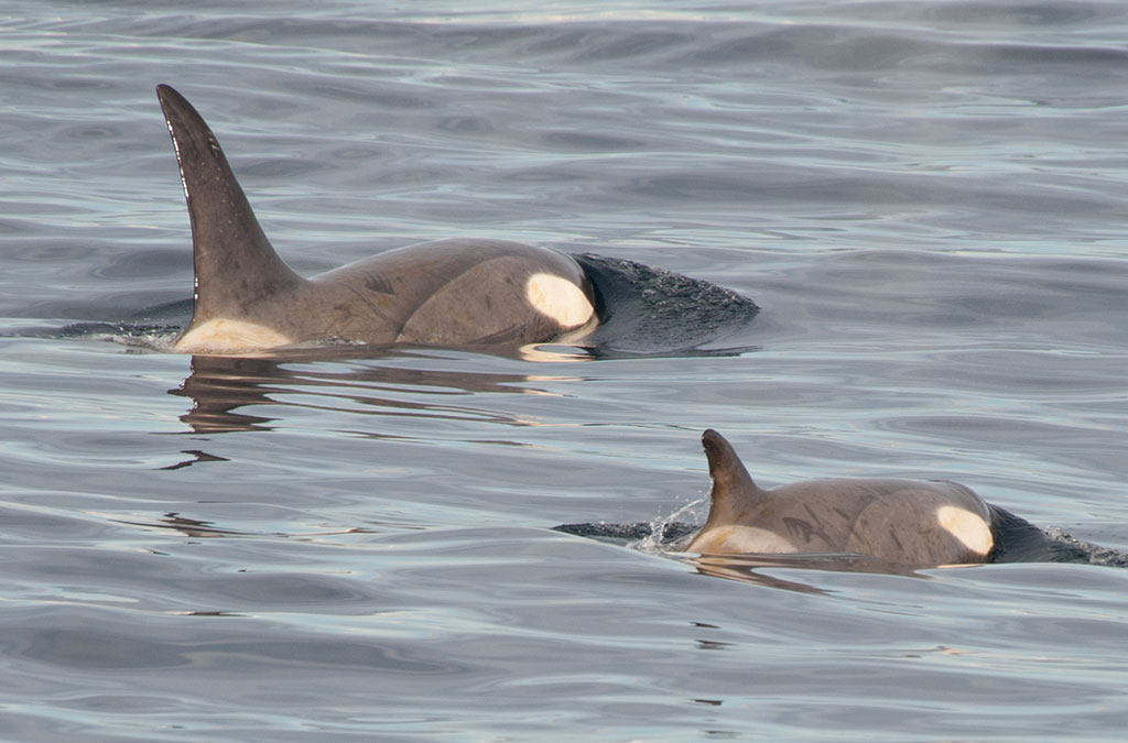2 orques s'entrainent à chasser