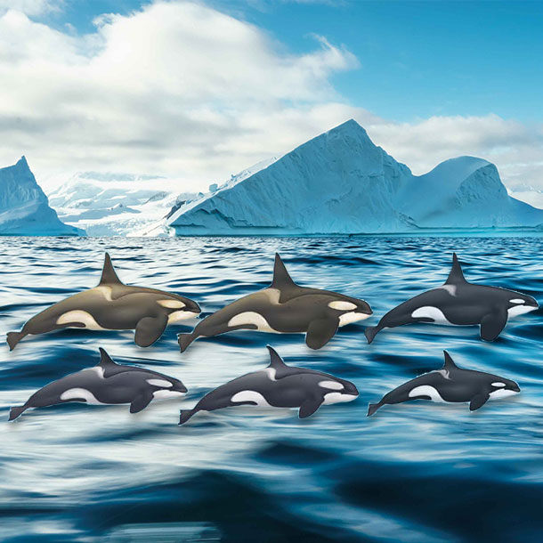 les 3 echotypes d'orques de l'antarctique avec un fond marin et des iceberg
