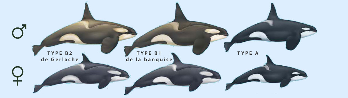 infographie des 3 echotypes d'orque de l'antarctique
