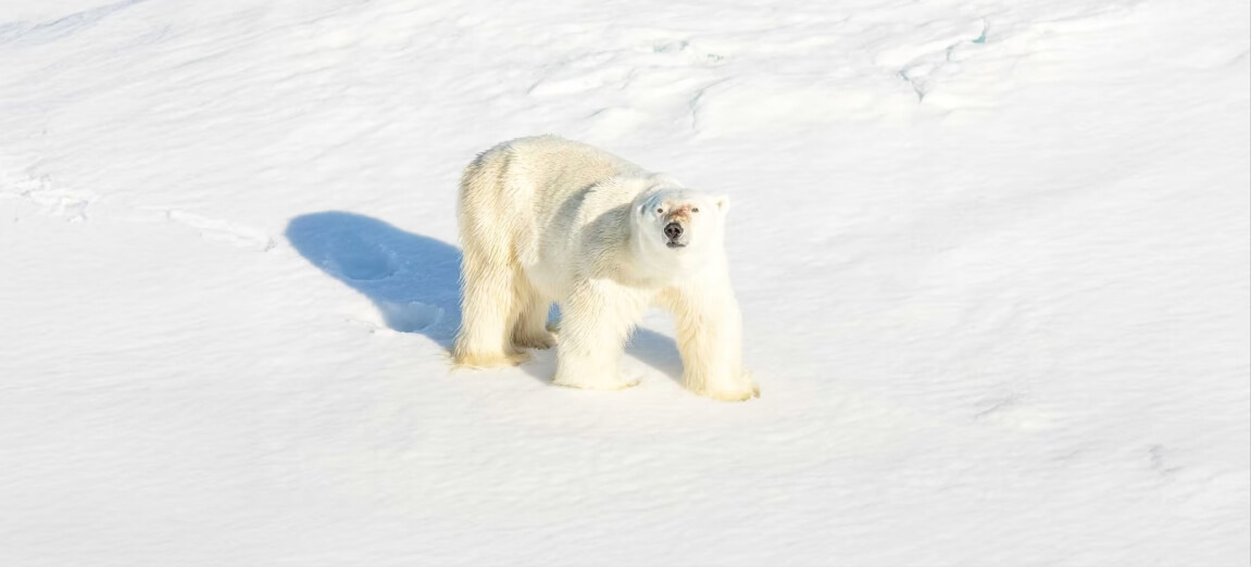 ours blanc à quattre patte sur la neige regarde en direction de l'objectif