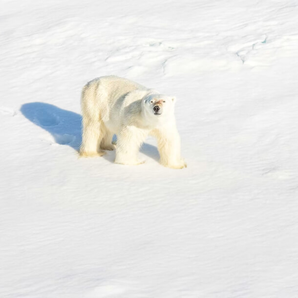 un ours balnc à quattre pattes sur la banquise regarde en direction du photographe